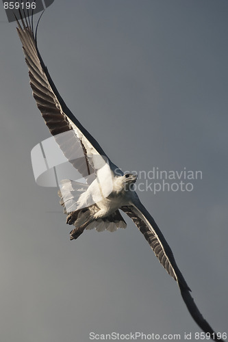 Image of Eagle in the Whitsunday Islands