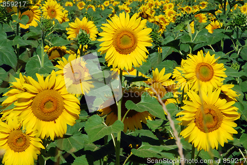 Image of Sunflowers Meadow, Tuscany