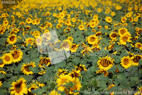 Image of Sunflowers Meadow, Tuscany