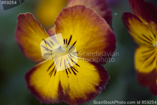 Image of Flowers Macro, Tuscany
