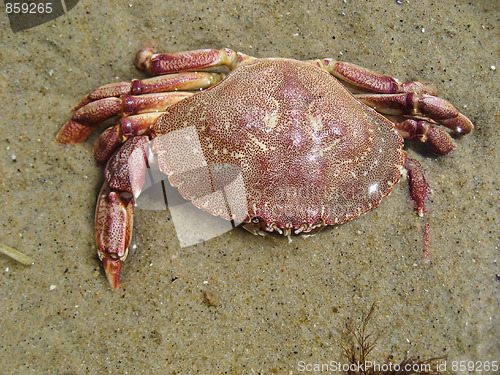 Image of Crab in Aquinnah Beach