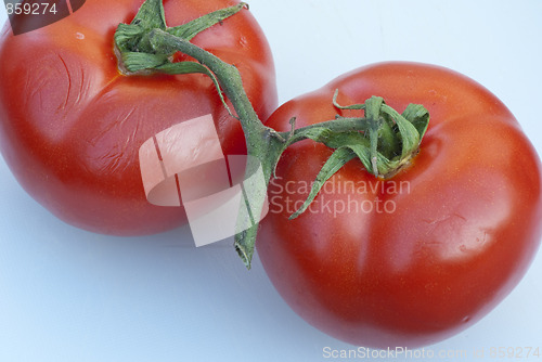 Image of Fresh Tomatoes, Tuscany