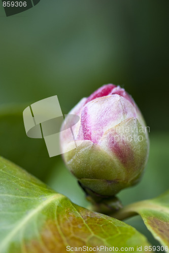 Image of Red Camelia, Italy