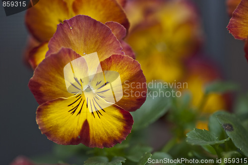 Image of Daisy Flowers in a Garden