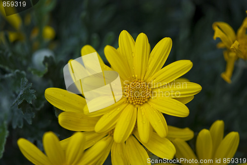Image of Daisy Flowers in a Garden