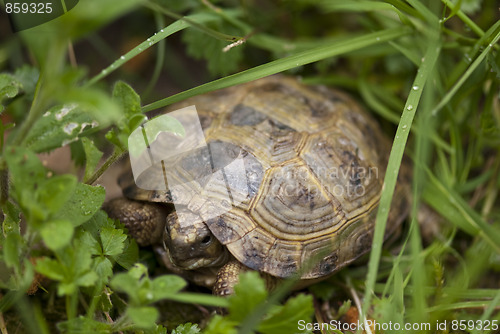 Image of Tortoise in the Garden, Italy