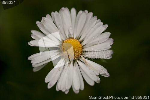 Image of Daisy Flowers in a Garden