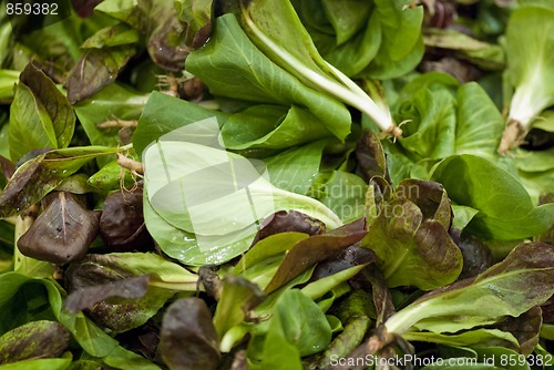 Image of Green Salad