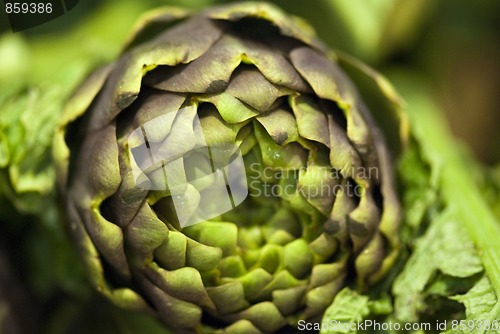 Image of Colors of the Artichoke