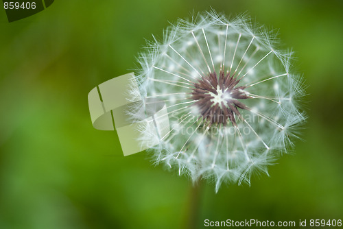 Image of Taraxacum Flower, Italy