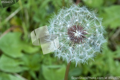 Image of Taraxacum Flower, Italy