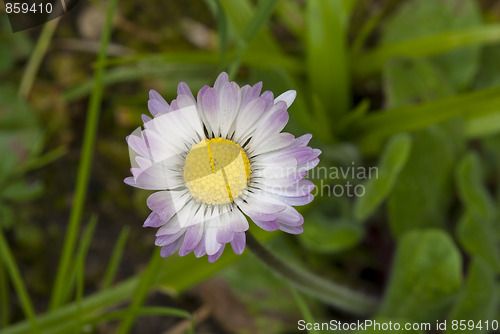 Image of Daisy Flowers in a Garden