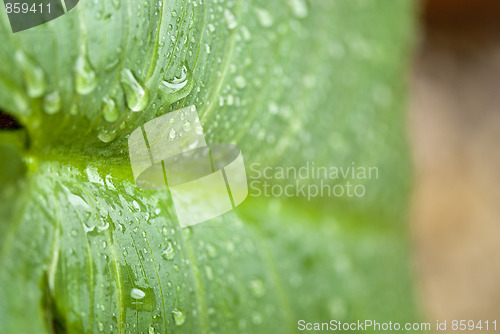 Image of Wet Green Leaves in a Garden