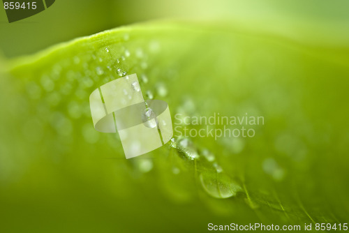 Image of Wet Green Leaves in a Garden