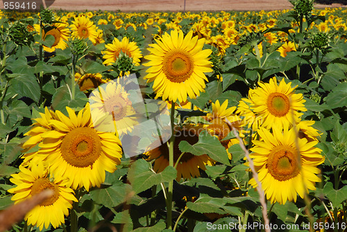 Image of Sunflowers Meadow, Tuscany