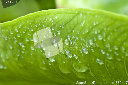 Image of Wet Green Leaves in a Garden