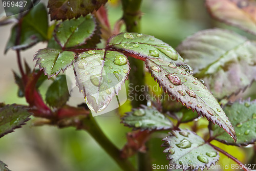 Image of Wet Green Leaves in a Garden