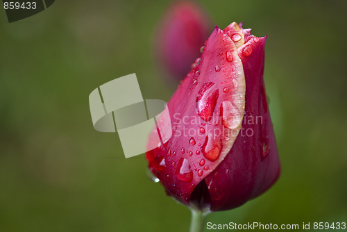 Image of Red Tulip