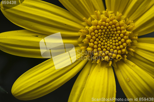 Image of Daisy Flowers in a Garden