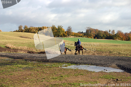 Image of horse