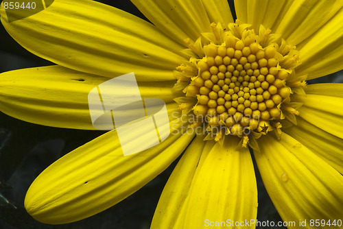 Image of Daisy Flowers in a Garden