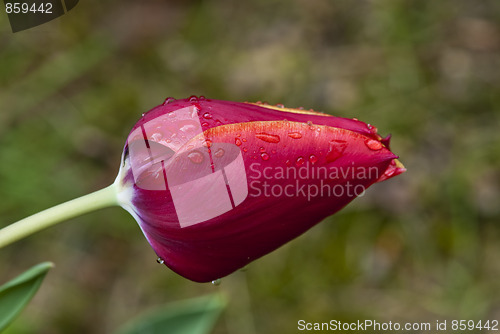 Image of Red Tulip