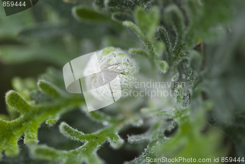 Image of Flowers in the Garden, Italy