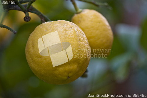 Image of Lemons in the Garden, Italy
