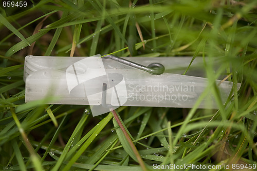 Image of Clothespin in the Grass, Italy