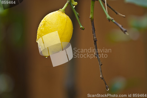 Image of Lemon Fruit