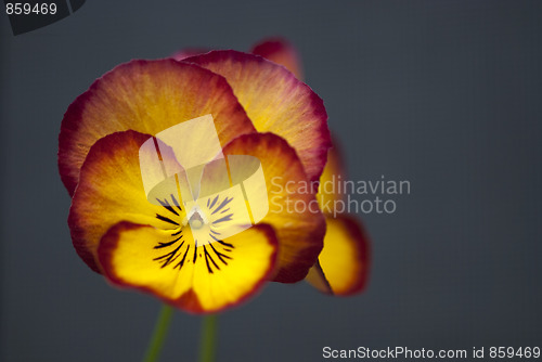 Image of Daisy Flowers in a Garden