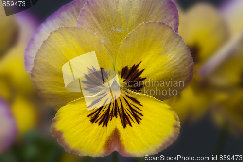 Image of Daisy Flowers in a Garden