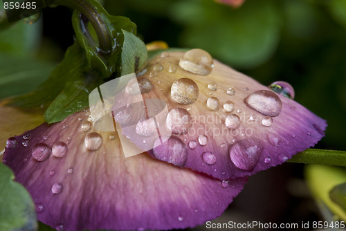 Image of Wet Violet Flowers