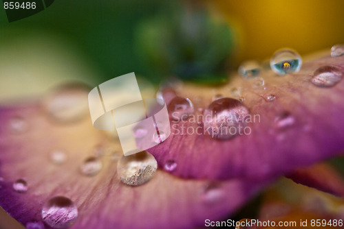 Image of Wet Violet Flowers
