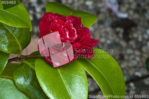 Image of Red Rose