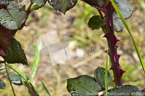Image of Rose Branch