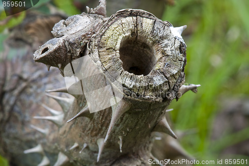 Image of Rose Tree Branch, Italy