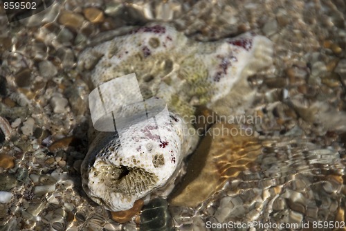 Image of Shells in the water, Caribbean Sea, April 2009