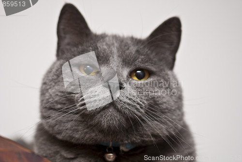 Image of Cat Expression, Italy