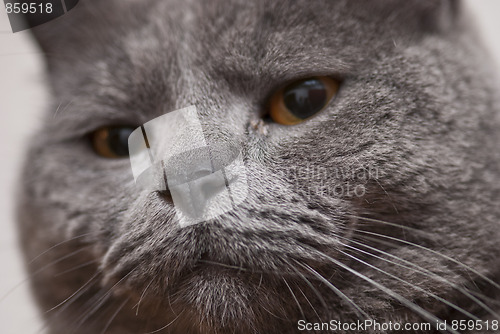 Image of Cat Expression, Italy