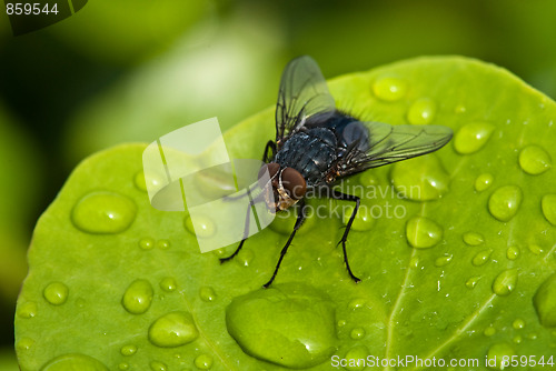 Image of Black Fly over a Green Leaf with Water Drops