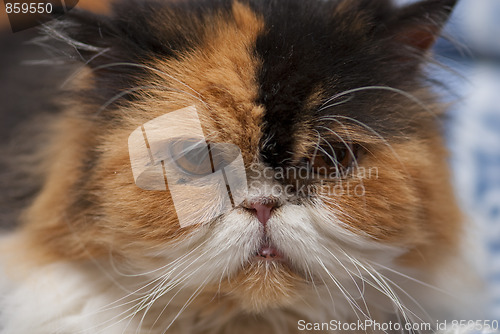 Image of Cat Expression, Italy