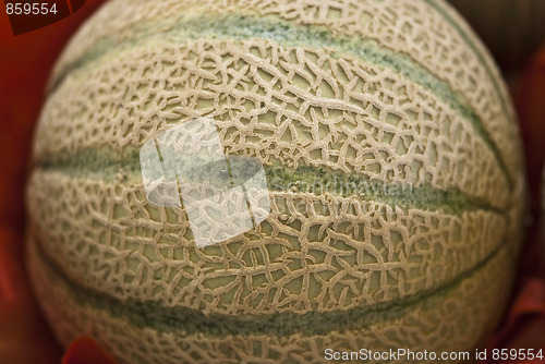 Image of Melon Side View