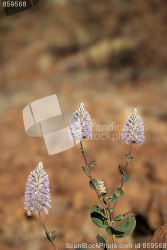 Image of Australian Outback