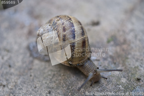 Image of Snail on a Tuscan Garden, Italy