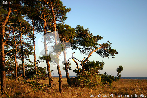 Image of tree