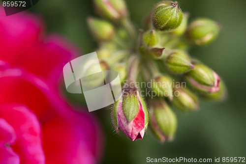 Image of Purple Flowers in Tuscany