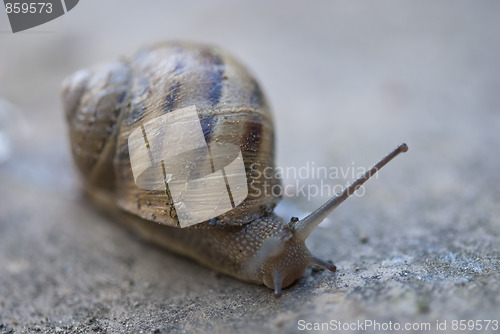 Image of Snail on a Tuscan Garden, Italy