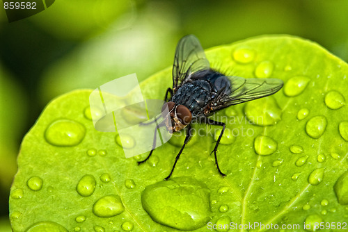 Image of Black Fly over a Green Leaf with Water Drops