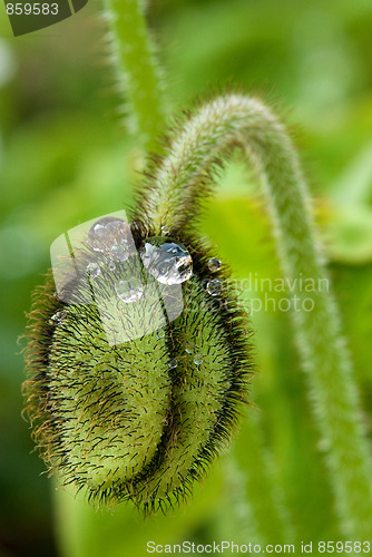 Image of Closed Flower with Water Drops